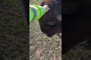 Bison Headbutt Knock Down || ViralHog