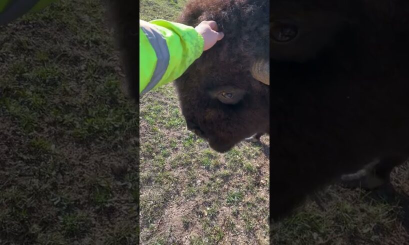 Bison Headbutt Knock Down || ViralHog