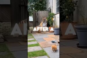 Brave Cat vs Ferocious Tiger 🐯 | Giant Orange Cat Fights to Save Two Kittens #cat