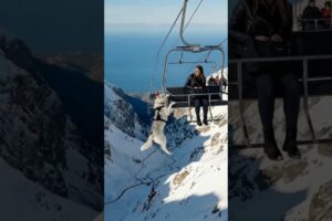 Brave K9 Dog Saved The Tourists From A Disaster #dogs #rescue #animals