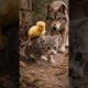 Brave Kitten Saves a Tiny Duckling from a Wolfdog 🐾 (Heartwarming Rescue!)