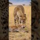 Brave Man Rescues A Baby Cheetah Trapped Deadly Scorpions! #wildlife #animals