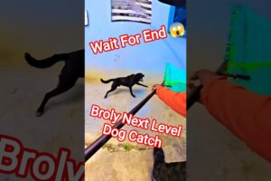 Broly Next Level Dog Catching Trailer #dogwithpublicsafety #dog #broly #pets #ytviral #shorts#rescue