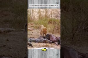 CÁ SẤU LẠNH LÙNG CƯỚP MỒI GIỮA BẦY SƯ TỬ