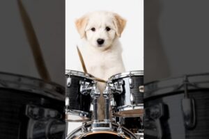 CUTE PUPPY playing  Rockstar Drummer 🥁 | Cute Pet Shorts 😱