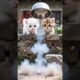 Cat babies playing with bomb 💣 😱 #viral #shorts #cat #animals #pets #like #subscribe #youtube