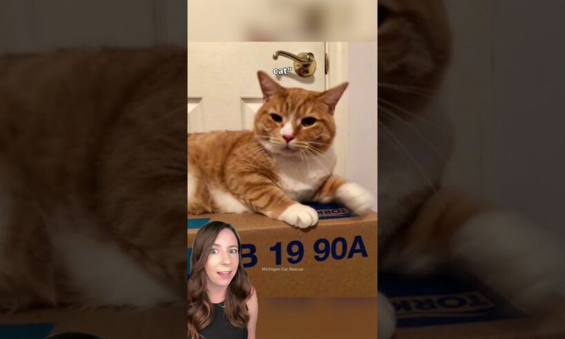 Cat rejected for being "too cuddly" finds his happily ever after 🥺 #cats #shorts