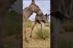 Check out our voices #trending #animals #virals #shorts