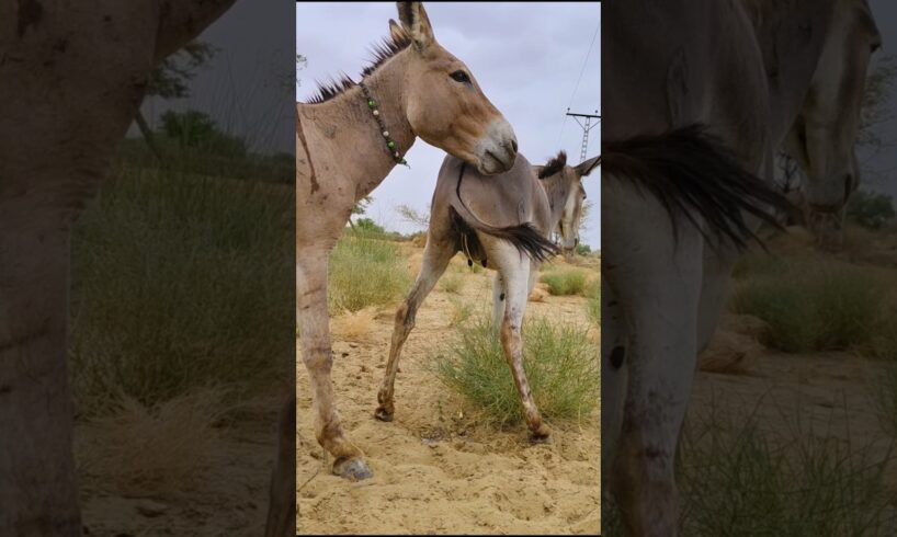 Check out our voices #trending #animals #virals #shorts