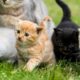 Colorful Kittens Chase Mice in the Garden - Cute Cat Video