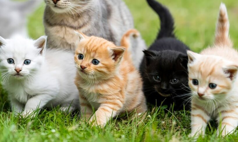 Colorful Kittens Chase Mice in the Garden - Cute Cat Video