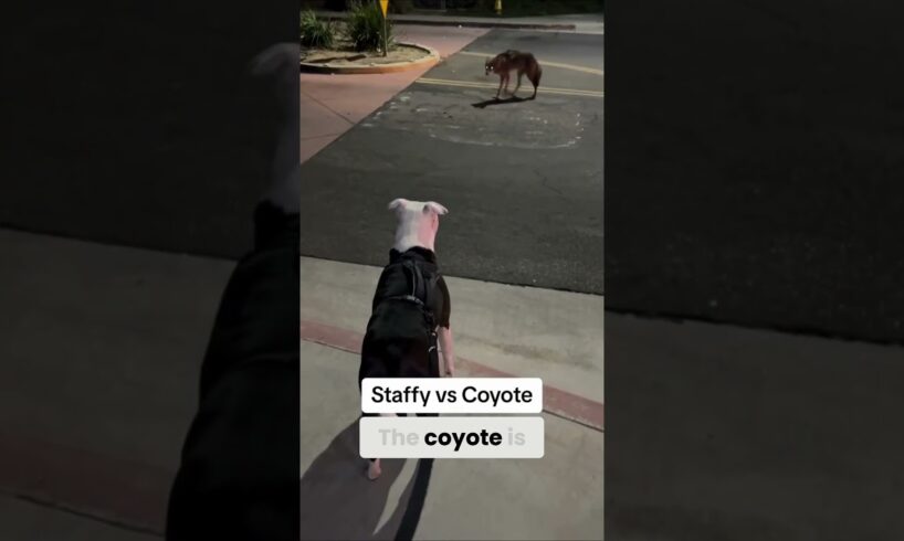Coyote Tries to Lure American Terrier Into a Trap! 🐺🐕⚠️