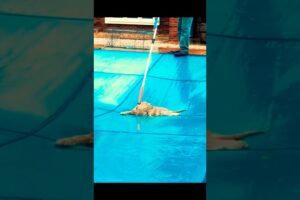 Coyote rescue complicated #coyote #wildliferescue #shorts