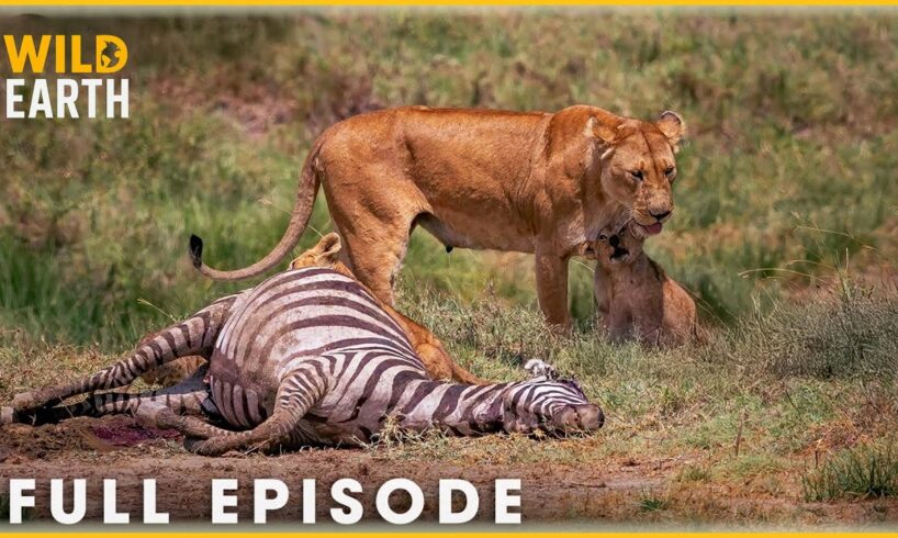 Craziest Lion Attacks Ever Caught On Camera | Animal Fights #125