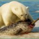 Craziest Polar Bear Attacks Ever Caught On Camera | Animal Fights #139
