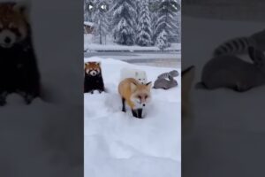 Cute Animals Playing in the Snow, Snow Day Zoomies: Adorable Animals