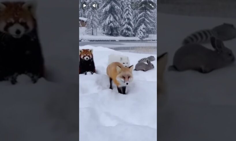 Cute Animals Playing in the Snow, Snow Day Zoomies: Adorable Animals