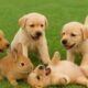 🌼🐶 Cute Baby Puppies Playing Happily with Rabbit – Relaxing Dog Sounds & Joyful Moments!