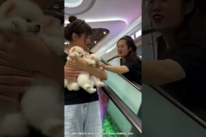 Cute Cute Puppies 🤩#trending #shortsviral #viral #amazing #shortvideo #artgifts #supergirl