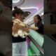 Cute Cute Puppies 🤩#trending #shortsviral #viral #amazing #shortvideo #artgifts #supergirl