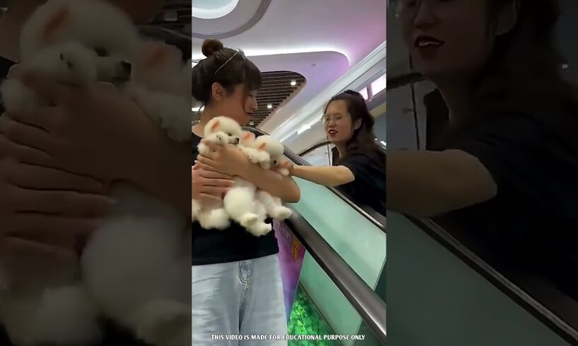 Cute Cute Puppies 🤩#trending #shortsviral #viral #amazing #shortvideo #artgifts #supergirl