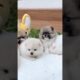 Cute Dog Collection, The World’s Cutest Puppies #dog #puppies #puppy #video #cute #cutest