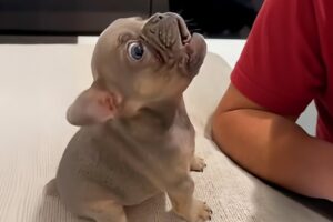 Cute PUPPIES Caught Being Absolutely RIDICULOUS! 🤣 Funny Animals Video