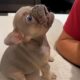 Cute PUPPIES Caught Being Absolutely RIDICULOUS! 🤣 Funny Animals Video