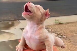 Cute PUPPIES Caught Being DRAMATIC🤣😂 Funny Animal Videos