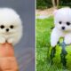 Cute Pomeranian Puppies Doing Funny Things #11 | Cute and Funny Dogs - Mini Pom
