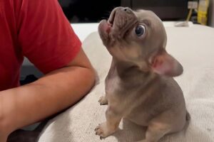 Cute Puppies Caught Being Absolutely Ridiculous 🤣 Funny Dog Videos