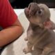 Cute Puppies Caught Being Absolutely Ridiculous 🤣 Funny Dog Videos
