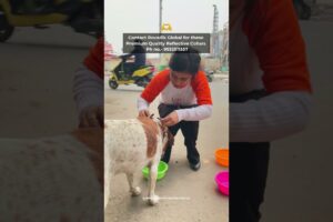 Cute Puppies | Cute Dogs Playing | Reflective collars #straydogs #shorts #trending