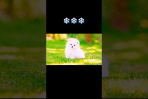 Cute Puppies Forever ❤️🧿. #CutePuppy #PuppyLove #DogLovers #CuteDogs #PuppyShorts #viralshorts