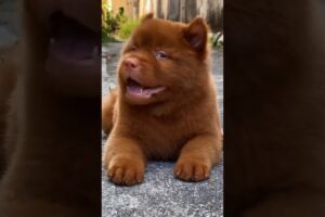 Cute Puppies Funny Moments #puppy #cutepuppy #cute #cutedog #dog #rottweiler #shorts #viral #shots