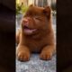 Cute Puppies Funny Moments #puppy #cutepuppy #cute #cutedog #dog #rottweiler #shorts #viral #shots