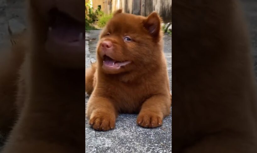 Cute Puppies Funny Moments #puppy #cutepuppy #cute #cutedog #dog #rottweiler #shorts #viral #shots