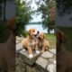 Cute Puppies Lovely Moment Video #cute #dog #funny #dogvideos #viral #shorts