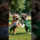 Cute Puppies Playing Funny Video ❤️ #puppy #dog #cute #funny #viral #shorts