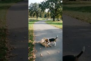 Cute Puppies Playing Funny Video #puppy #dog #funny #viral #shorts