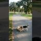 Cute Puppies Playing Funny Video #puppy #dog #funny #viral #shorts