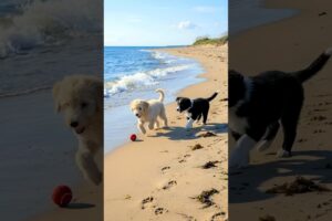 Cute Puppies Playing On The Beach Funny Video #dog #puppy #funny #viral #shorts