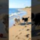 Cute Puppies Playing On The Beach Funny Video #dog #puppy #funny #viral #shorts