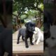 Cute Puppies Playing On The Bridge #puppy #dog #funny #viral #shorts