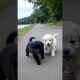Cute Puppies Playing On The Road #dog #puppy #cute #pets #funny #viral #shorts