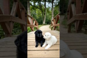 Cute Puppies Playing Video #dog #puppy #funny #viral #dogvideos #shorts