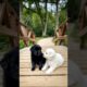 Cute Puppies Playing Video #dog #puppy #funny #viral #dogvideos #shorts