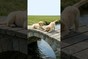 Cute Puppies Playing Video #puppy #dog #dogvideos #cute #shorts