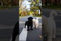 Cute Puppies Walking On The Road #puppy #cute #dog #dogvideos #shorts
