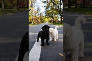 Cute Puppies Walking On The Road #puppy #cute #dog #dogvideos #shorts